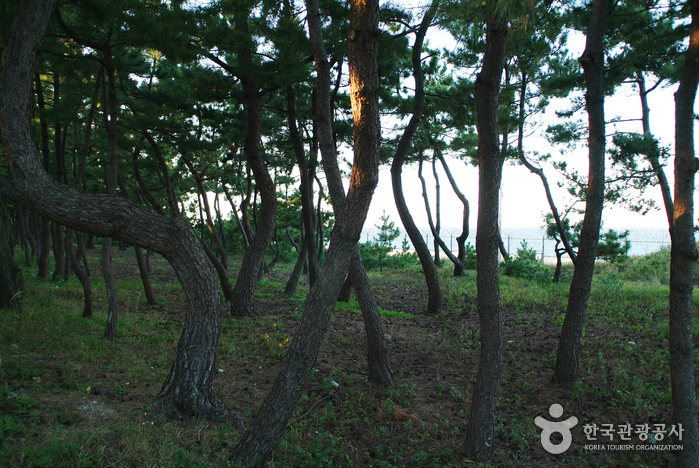 송정해변(송정해수욕장)