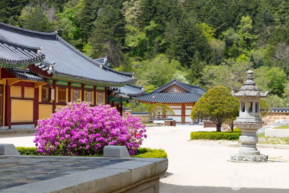 月精寺·月精寺沙松林