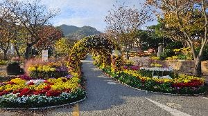 2025 월출산 국화축제 2