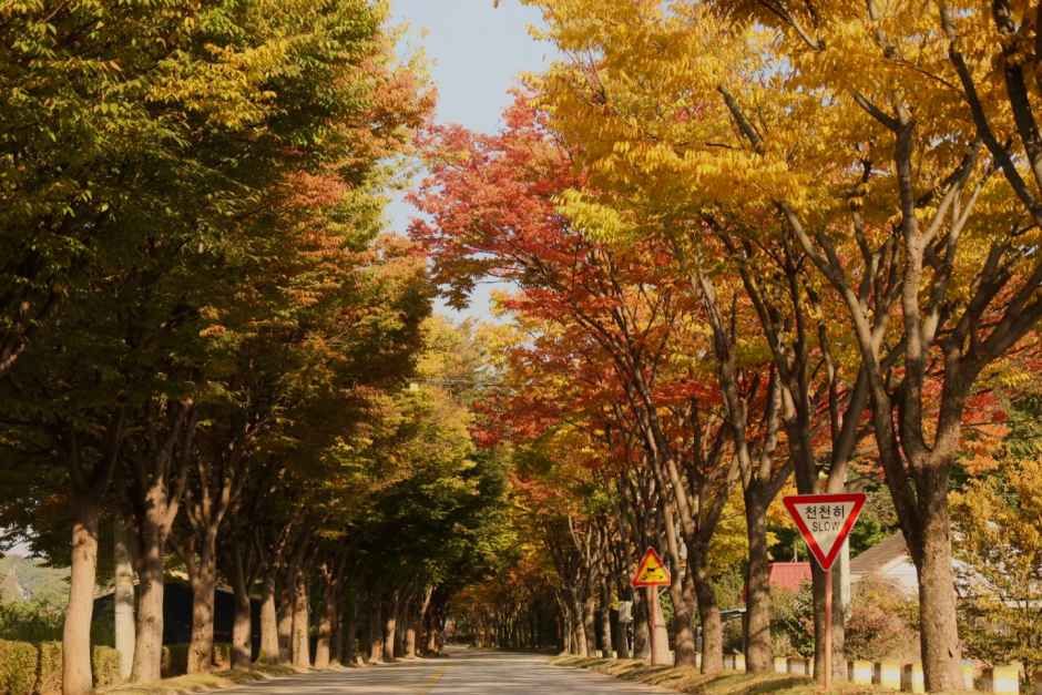 여주_솔모로 컨트리클럽 (1).jpg