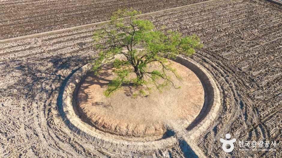 Ugang-myeon Hackberry Tree