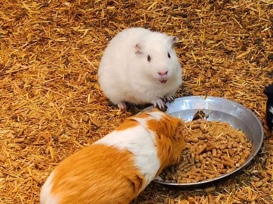 펫힐링 달빛동물원