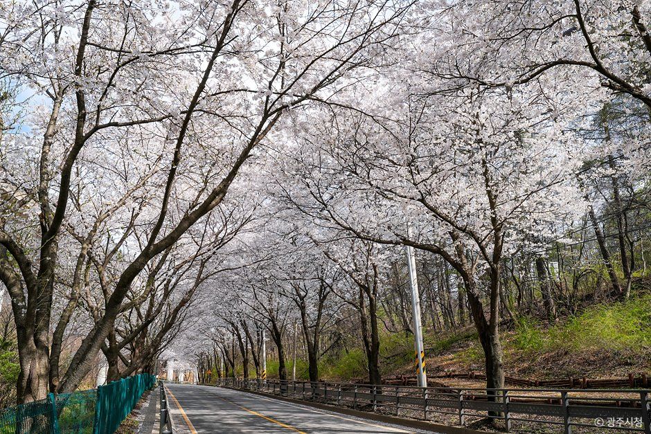남한산성벚꽃길