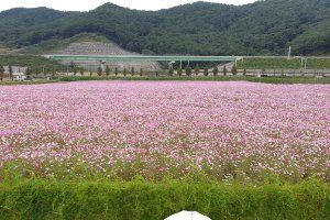 Hadong Bukcheon Cosmos and Buckwheat Flower Festival