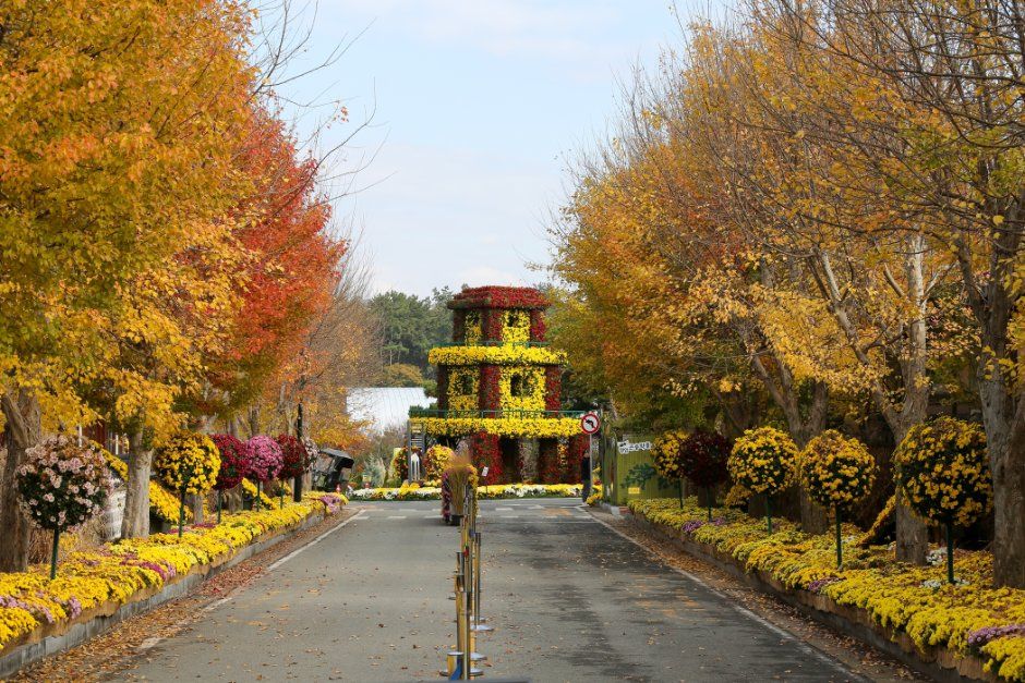Wolchulsan Chrysanthemum Festival