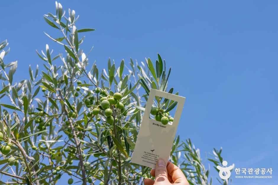 뚜띠콜로리 뮤제오