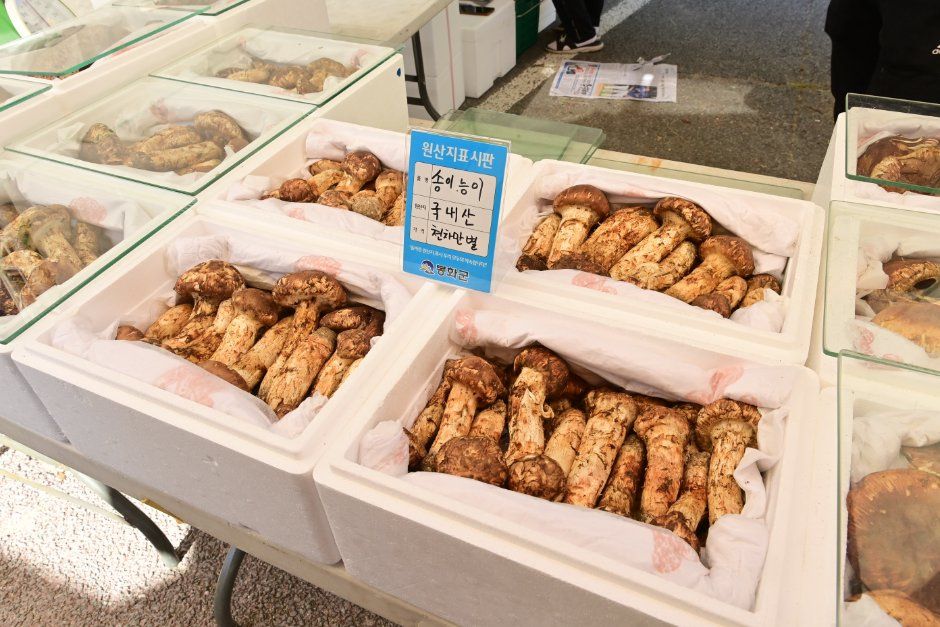 Bonghwa Songi Mushroom Festival