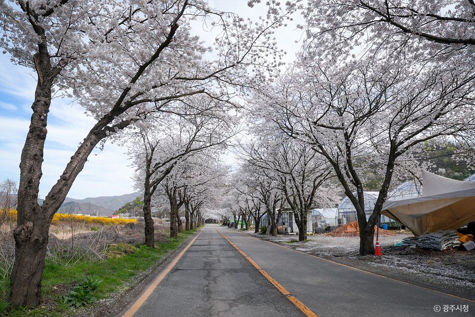 남한산성벚꽃길 - 경기도 광주시 남한산성면 검복길 11 관광 명소