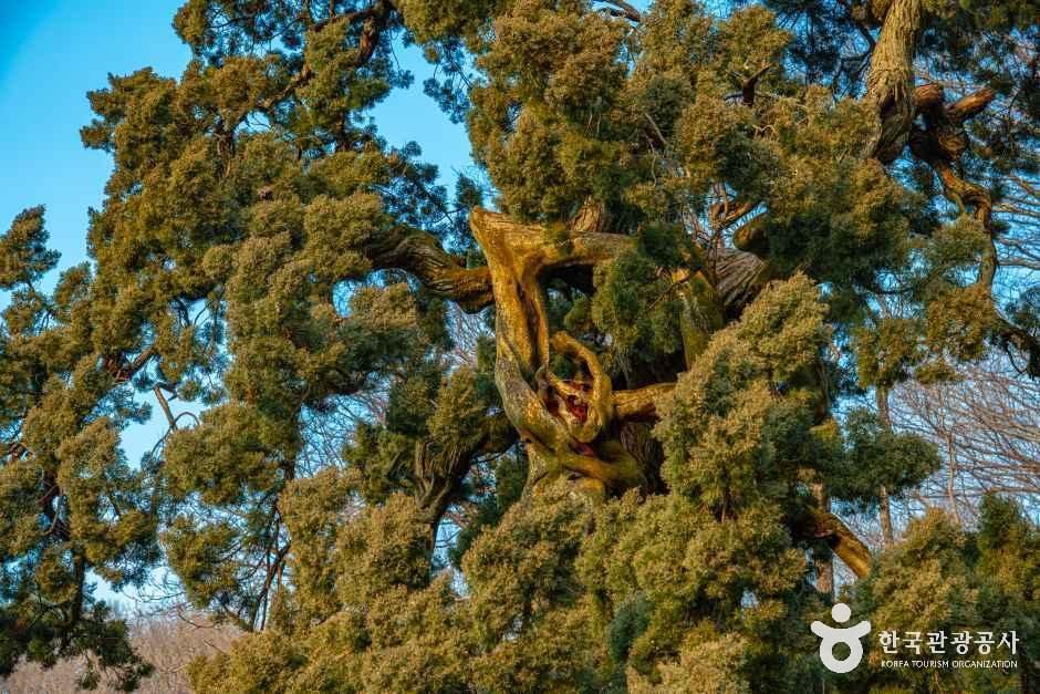 순천 송광사 천자암 쌍향수(곱향나무)