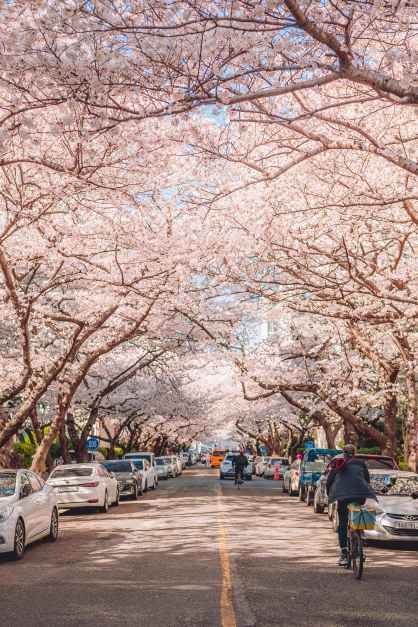 又到了韓國櫻花樹梢冒出