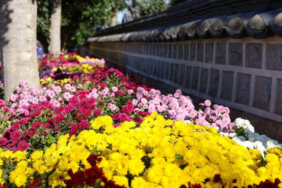 Wolchulsan Chrysanthemum Festival