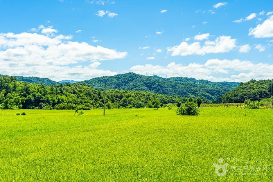 강원_원주시_매화마을(매호리마을) (4).jpg