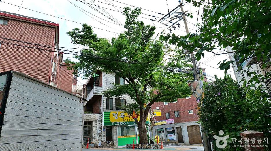 150年树龄榉树
