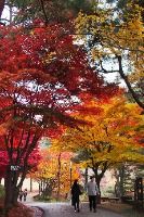  2025 청남대 가을축제 2