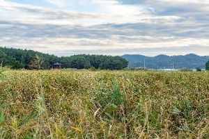 평해사구습지 생태공원