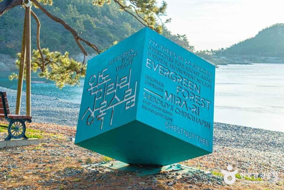 완도 미라리 상록수림