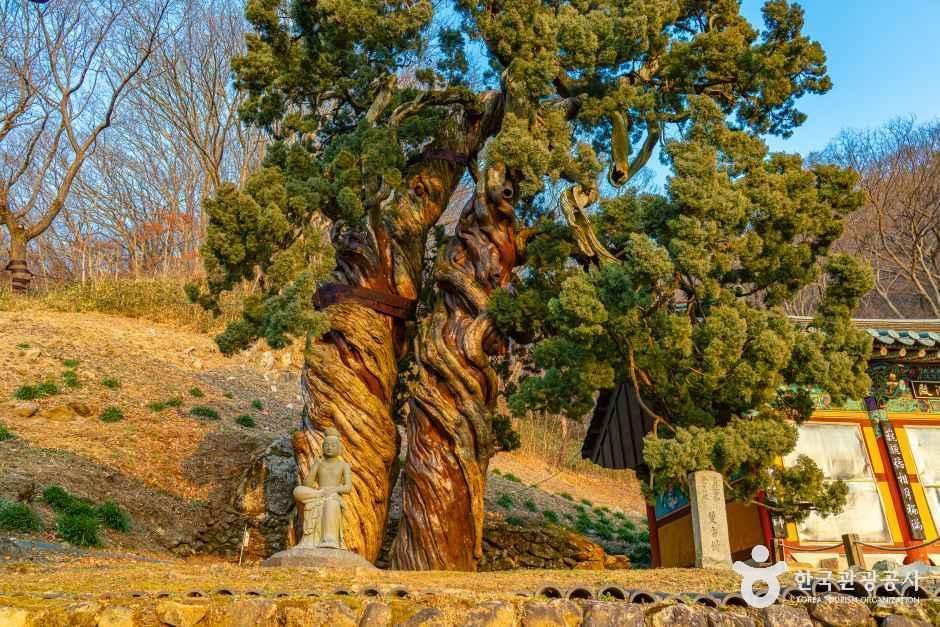 순천 송광사 천자암 쌍향수(곱향나무)