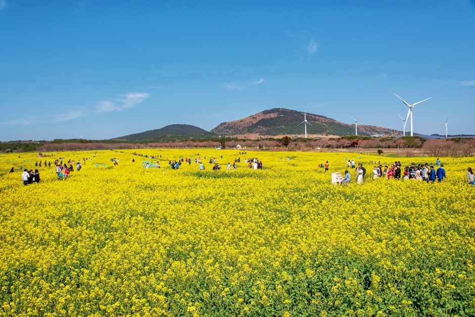 Noksan-ro Canola Flower Road