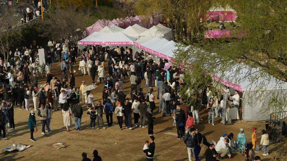 Yangjaecheon Cherry Blossom Lantern Festival