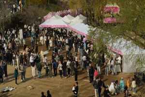 양재천 벚꽃 등(燈) 축제