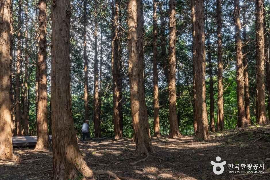 아라동 치유의 숲