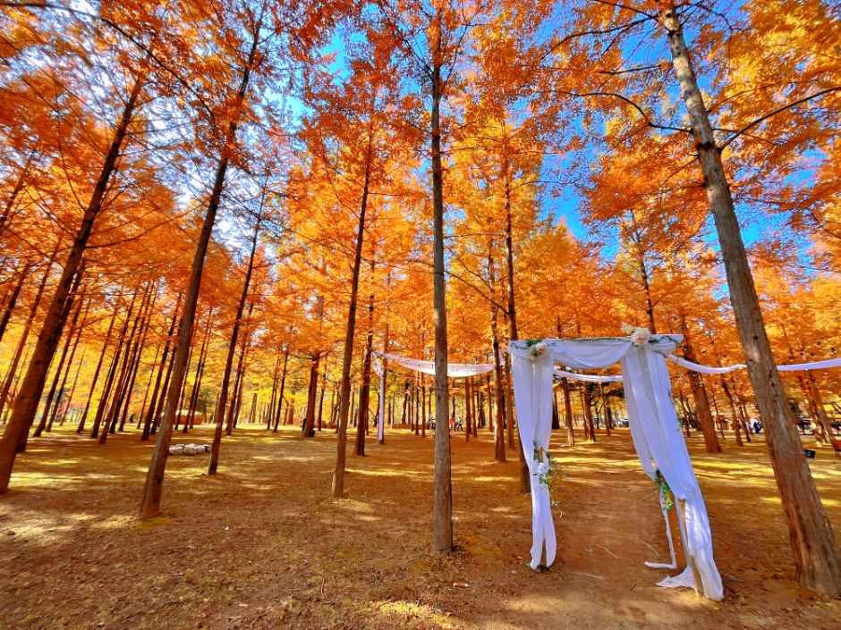 남이섬