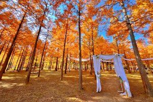 춘천_남이섬 (5).jpg