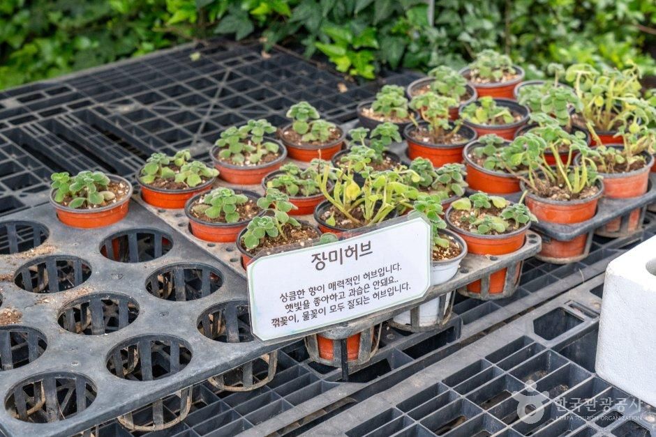 원평허브농원