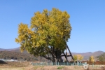 울주 구량리 은행나무 (8)