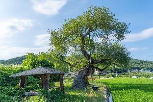 구미 금산리 떡버들나무