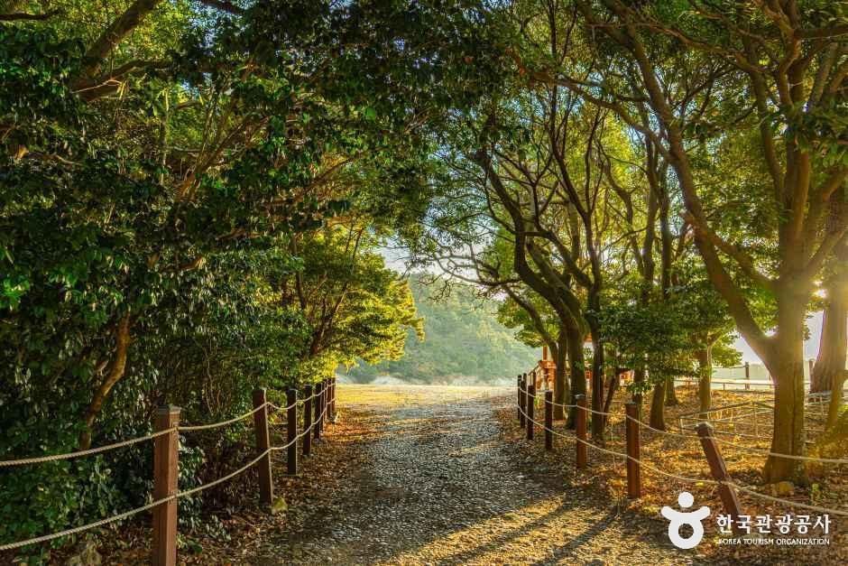 완도 미라리 상록수림