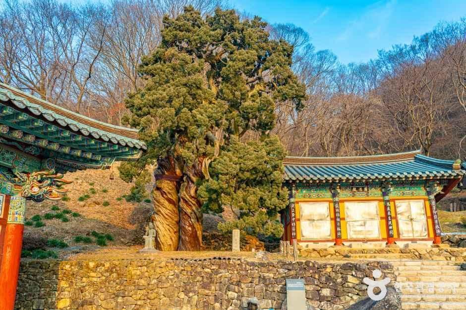 Suncheon Songgwangsa Cheonjaam Twin Trees (Juniper)