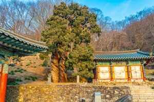 순천 송광사 천자암 쌍향수(곱향나무)