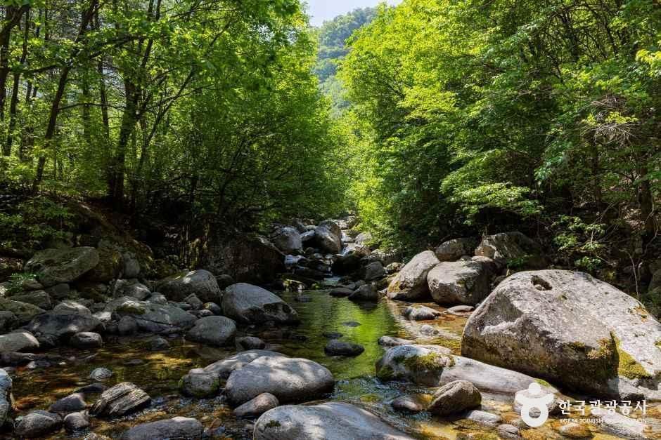 단양천동계곡캠핑장 그린농원
