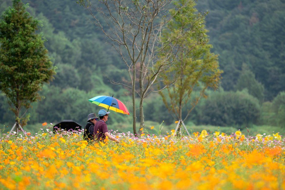 Uiryeong Gigang Rich Flower Festival