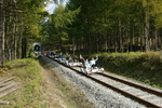 Jeongseon Railbike (정선레일바이크)