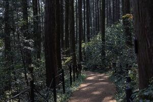 미래사 편백나무숲