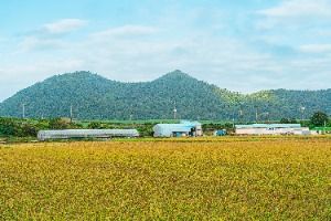 진도 소포검정쌀마을