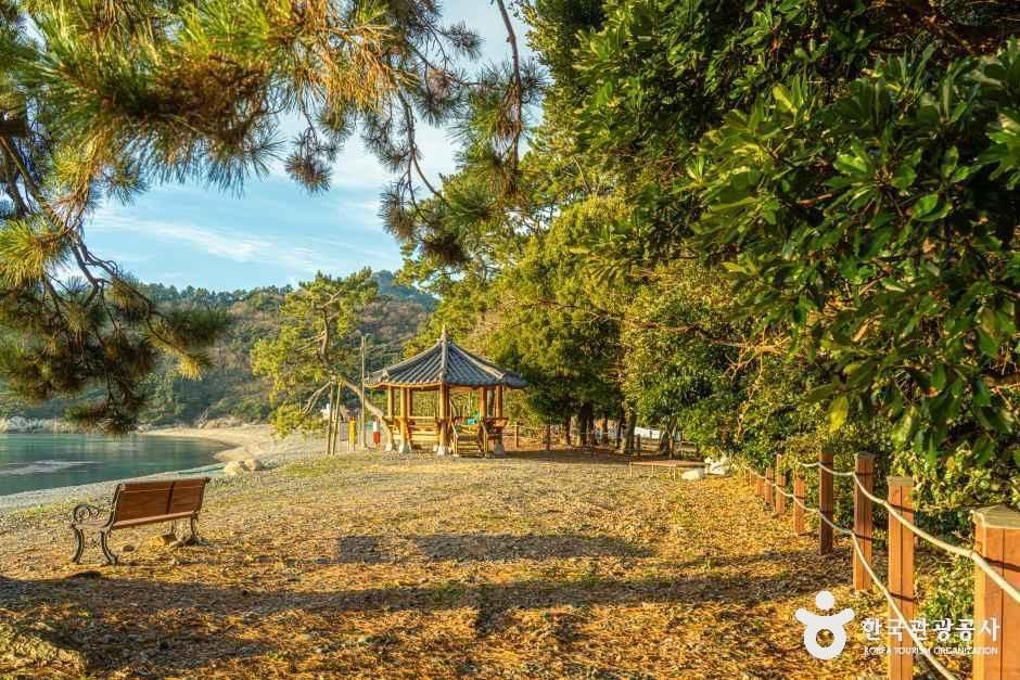 완도 미라리 상록수림