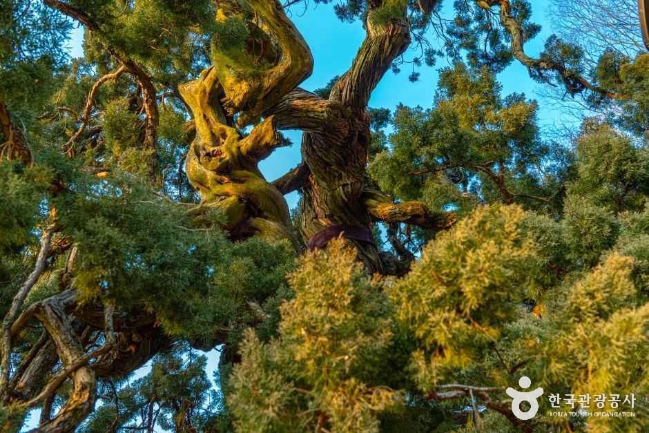 순천 송광사 천자암 쌍향수(곱향나무)