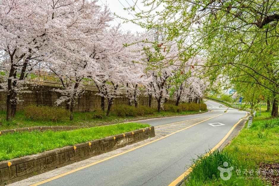 광주_광주천 벚꽃길 (6).jpg