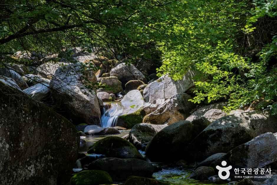 단양천동계곡캠핑장 그린농원