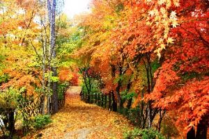  2025 청남대 가을축제 5