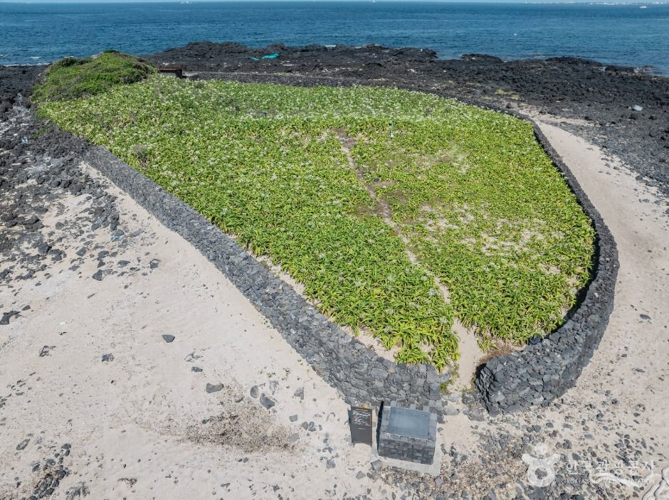 济州 兔子岛 文珠兰自生地