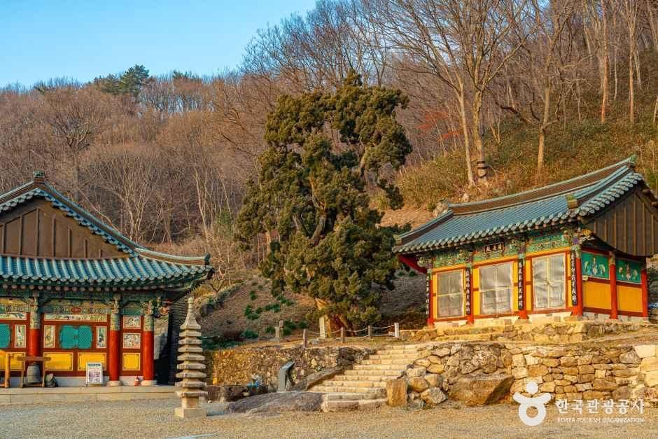 순천 송광사 천자암 쌍향수(곱향나무)