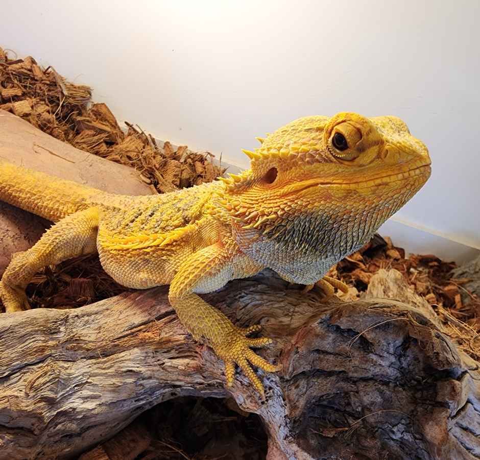 미어캣인더시티