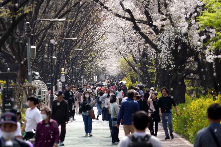 2026 트로트축제X봄꽃축제 (2).JPG