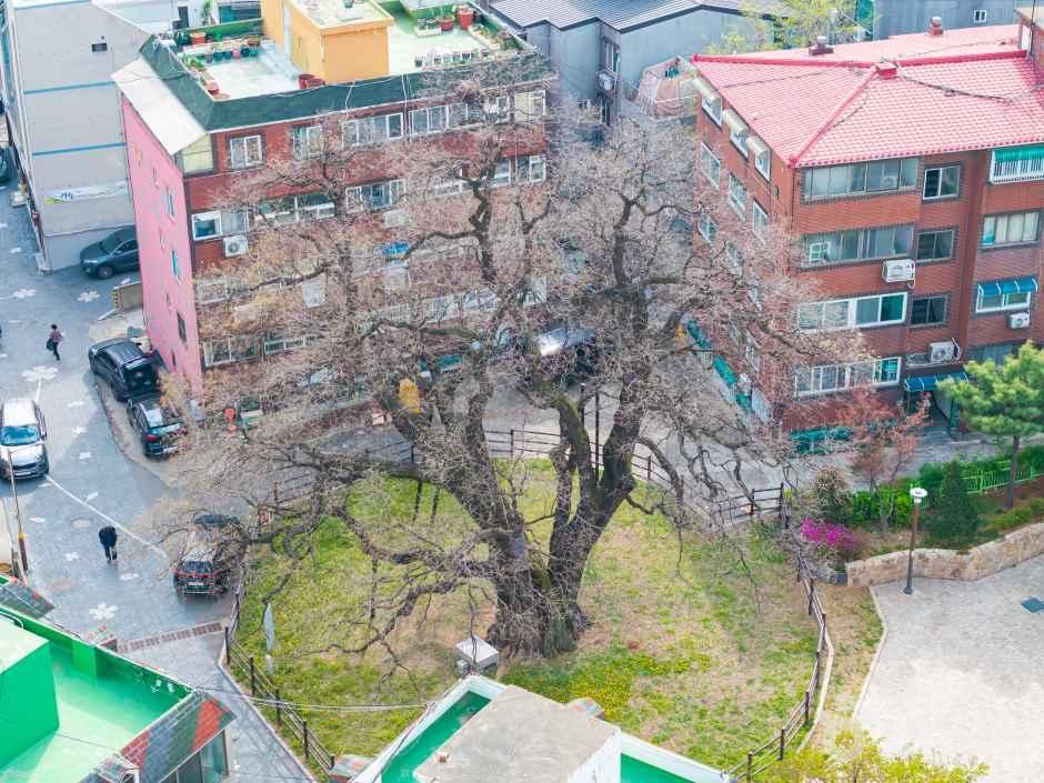 인천_서구_신현동회화나무 (6)