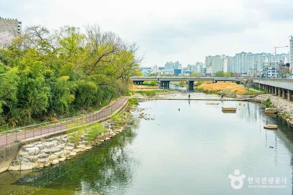 광주_광주천 벚꽃길 (1).jpg