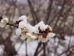 청매실농원(매화축제)_22